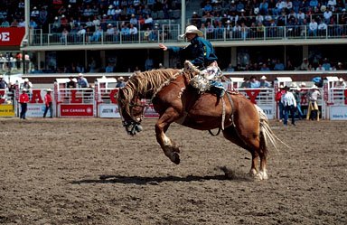 Calgary Stampede